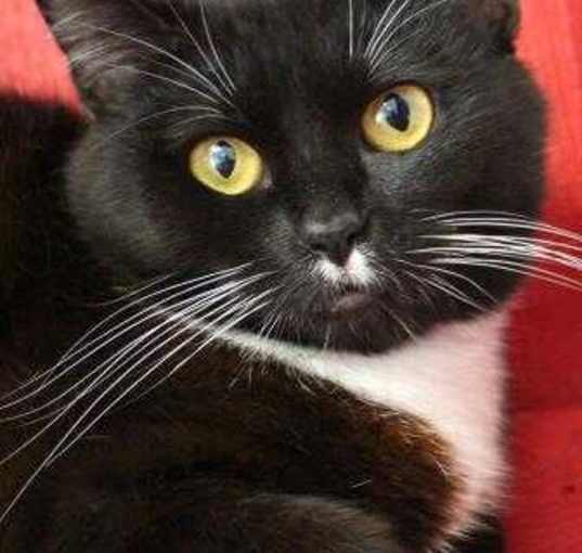 Photo of Cat-therine