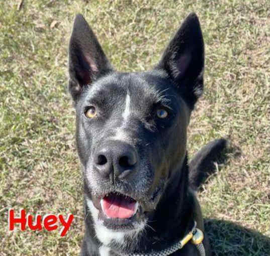 Photo of Huey