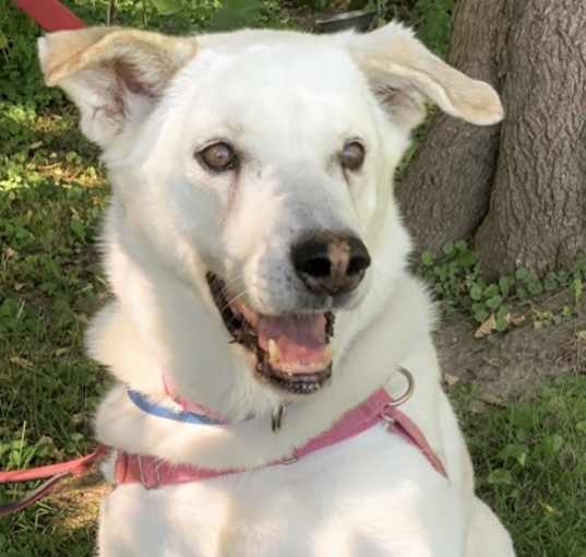 Photo of Willow 2