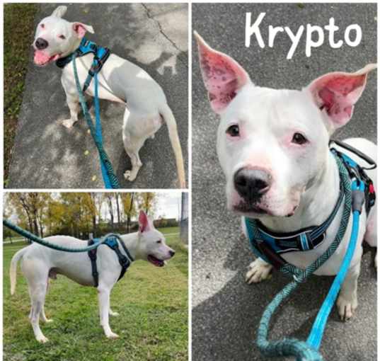 Photo of Krypto