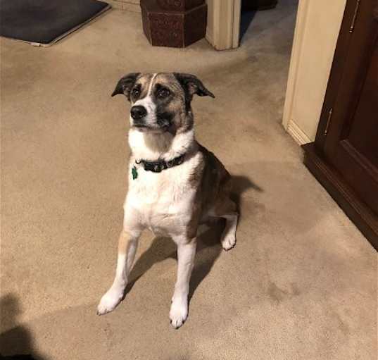 Photo of Louie