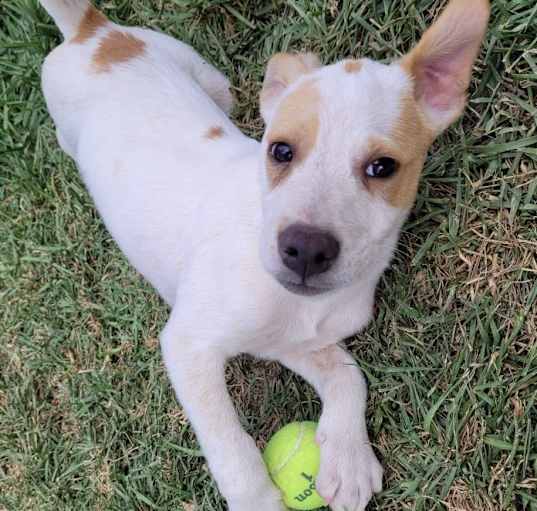 Photo of Little Bill - ADOPTED!!