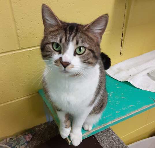 Photo of Lovebug