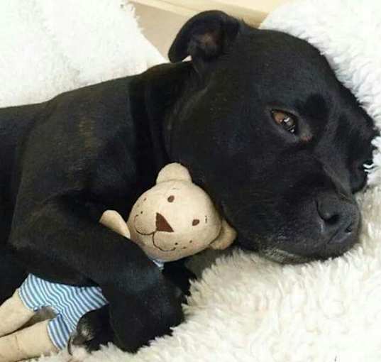 Photo of Boston - Adopted
