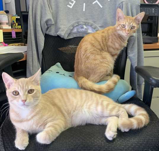 Photo of Wesley & Bacon