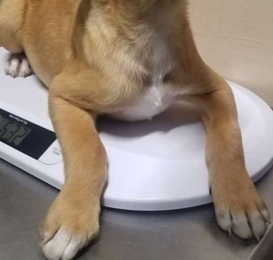 Photo of Dakota - Adopted