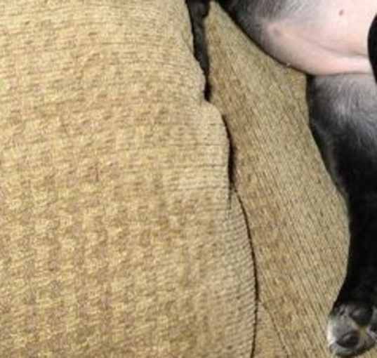 Photo of Georgia - Adopted!