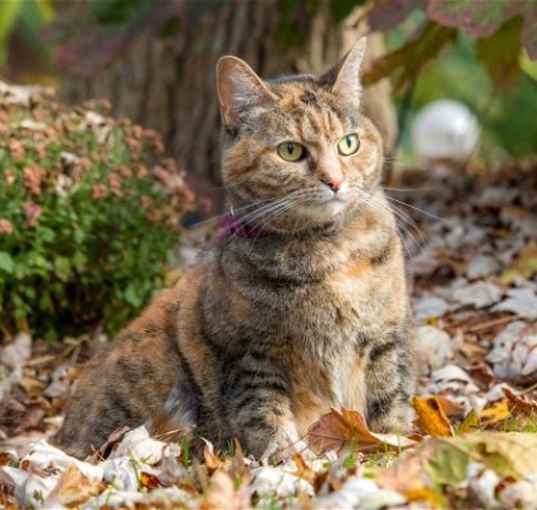 Photo of GINGERSNAP GIRL