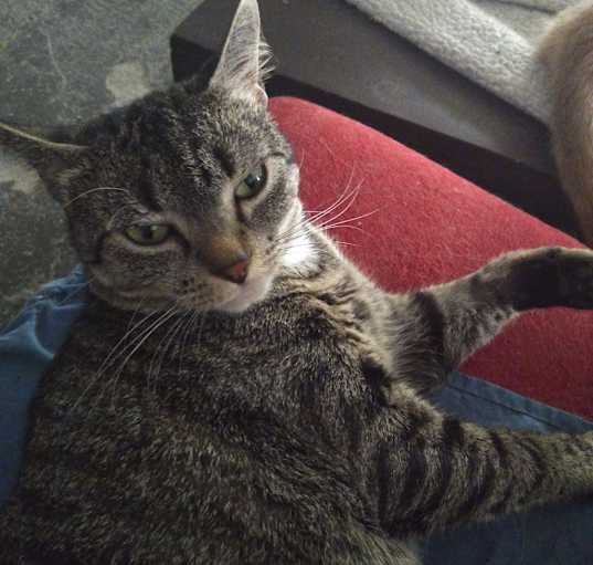 Photo of Piggy Sue