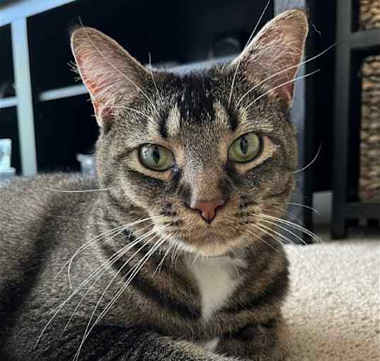 Photo of Luna