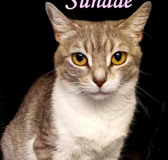 Photo of Sundae