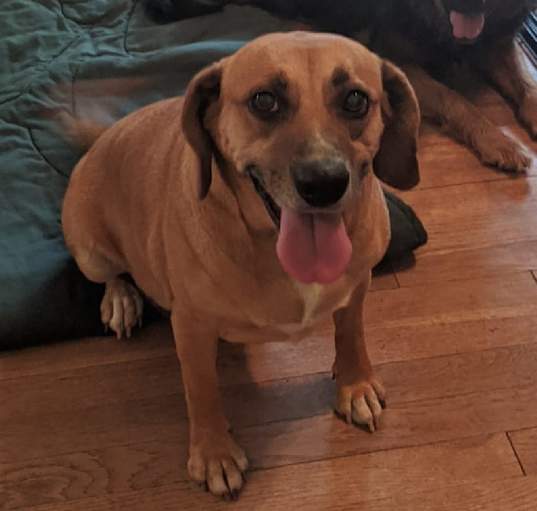 Photo of Lacey