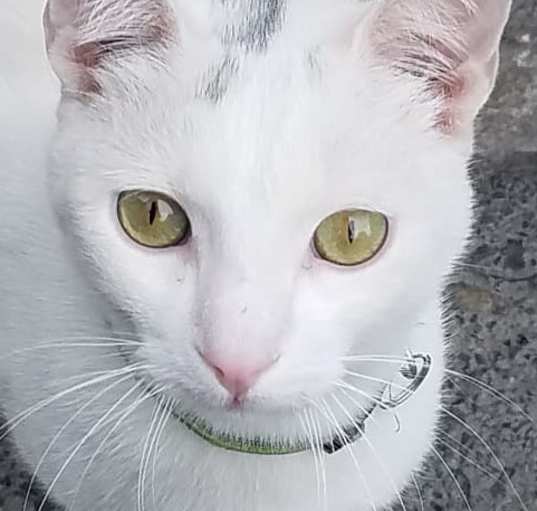 Photo of Gus