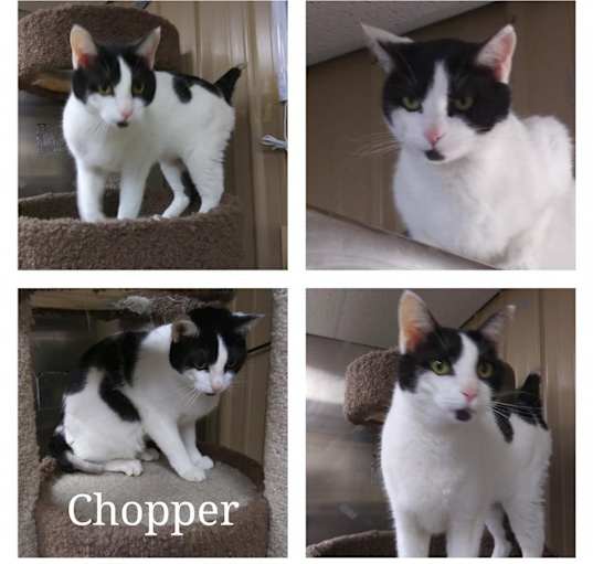 Photo of CHOPPER