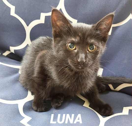 Photo of Luna