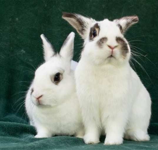 Photo of Tewkesbury & Tootsie