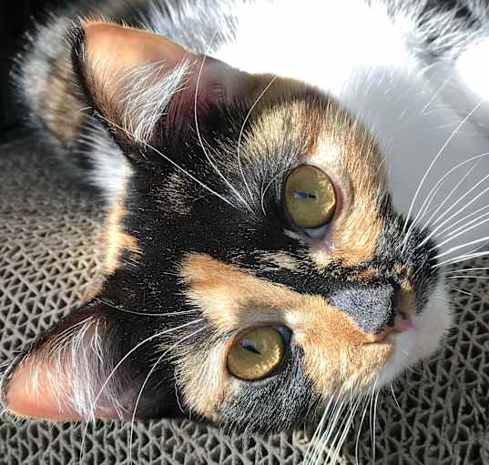 Photo of CLEVER CLEO