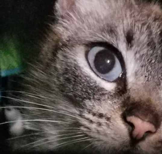 Photo of Beautiful "Gypsy" Adopted