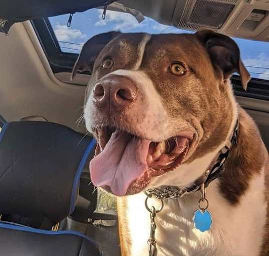 Photo of FERGAL aka RAMBO