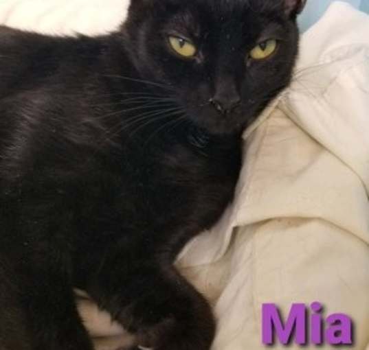 Photo of Mia - Cat Room