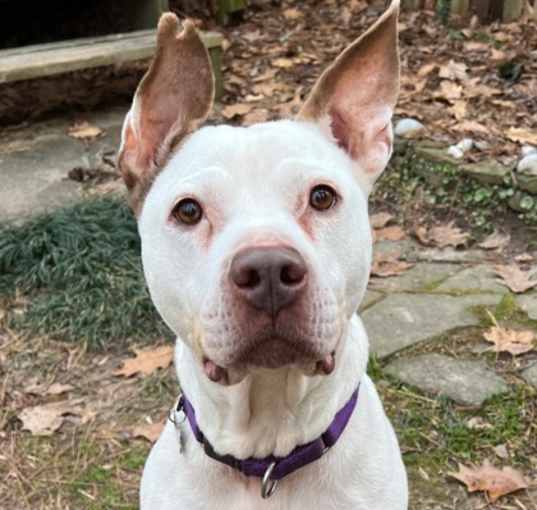 Photo of Robin - IN FOSTER