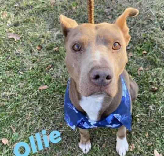 Photo of Ollie