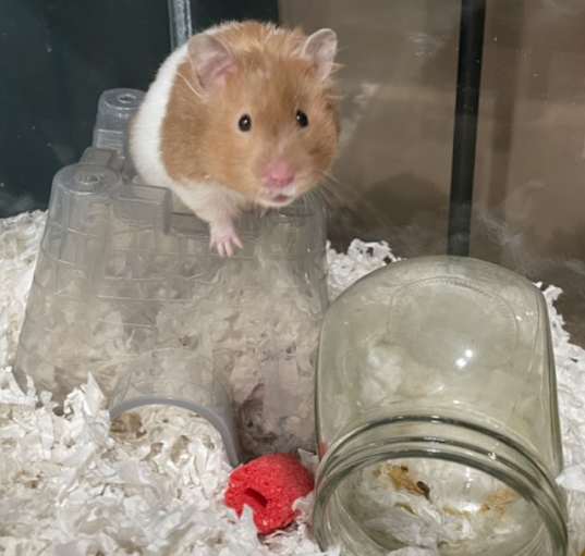 Photo of Bitsy