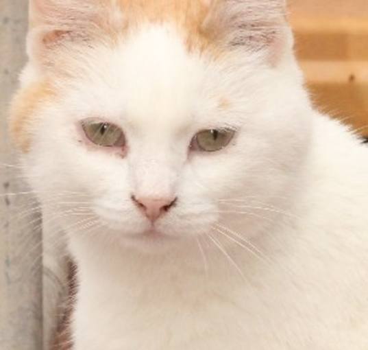 Photo of Fifi