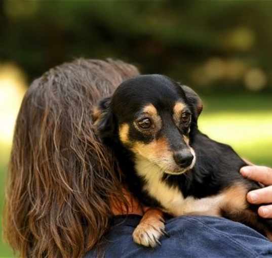 Photo of Brad and Scout, Bonded Brothers