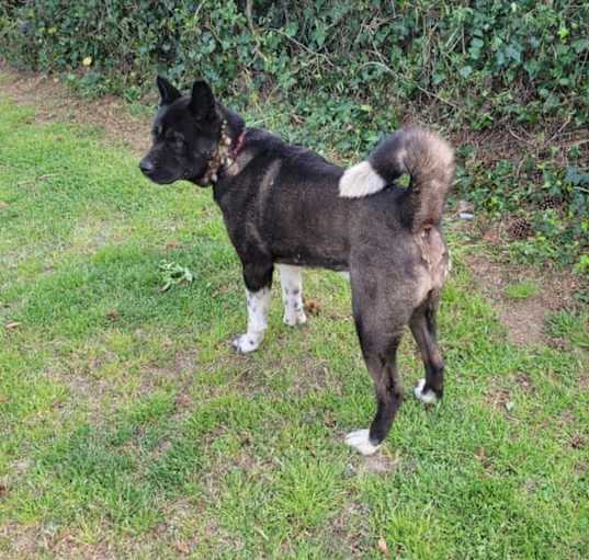 Photo of Onyx