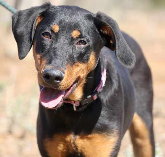 Photo of Abby