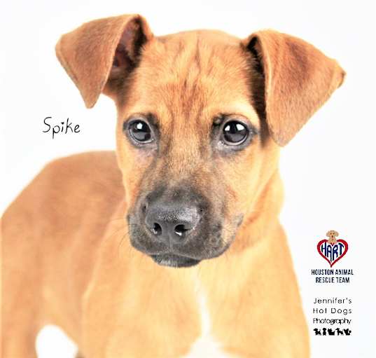 Photo of Spike