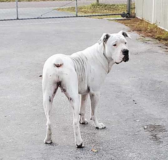 Photo of Rocko