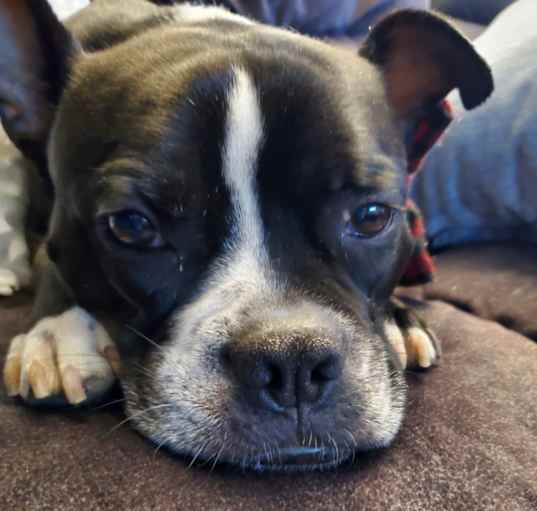 Photo of Vito