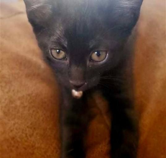 Photo of Baloo