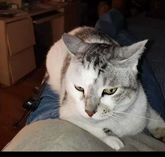 Photo of Ginger