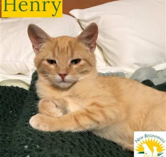 Photo of Henry