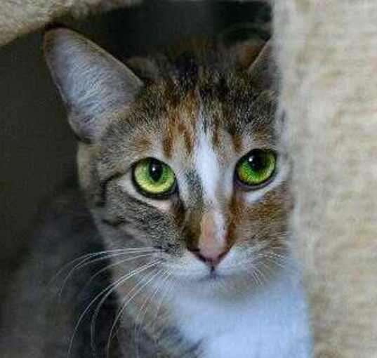 Photo of Pixie 032721