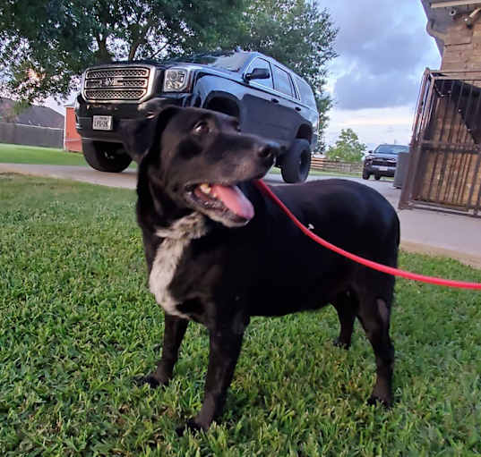 Photo of BANDIT