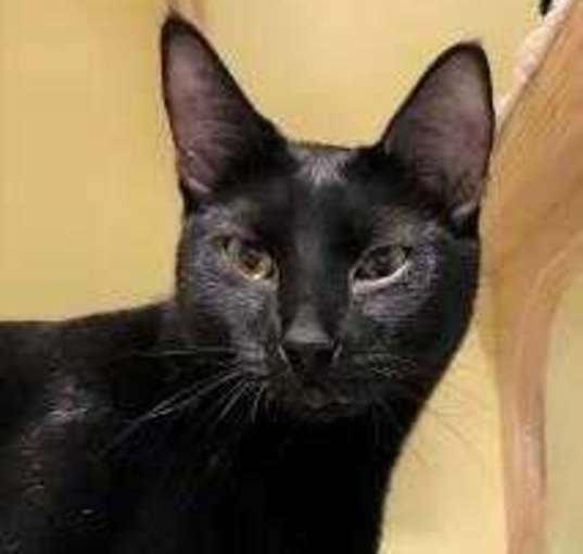 Photo of Meowchael Clark Duncan