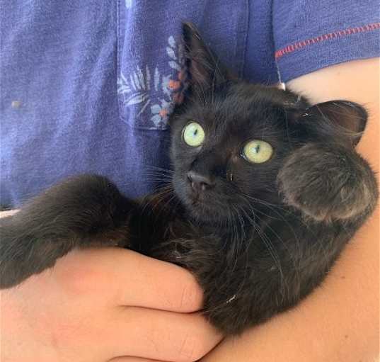Photo of Pippin