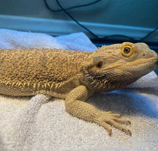 Photo of Mr Big