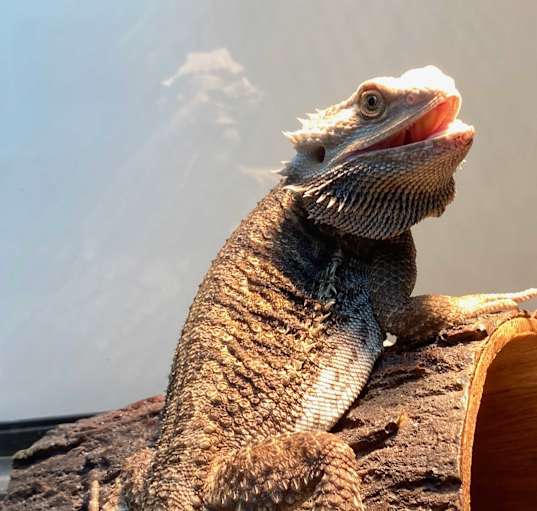 Photo of Miso