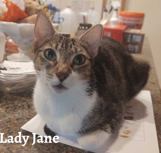 Photo of Lady Jane