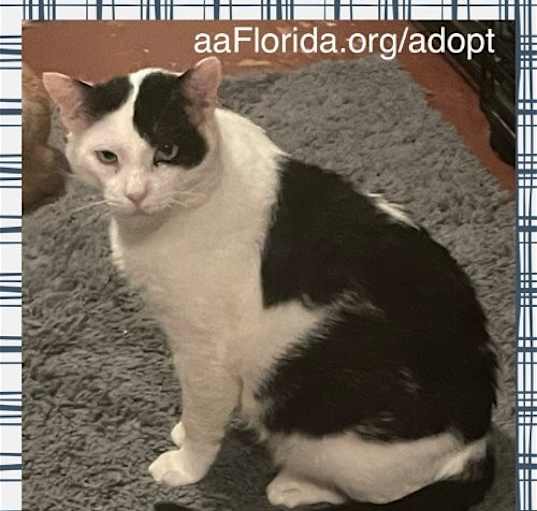 Photo of Holstein