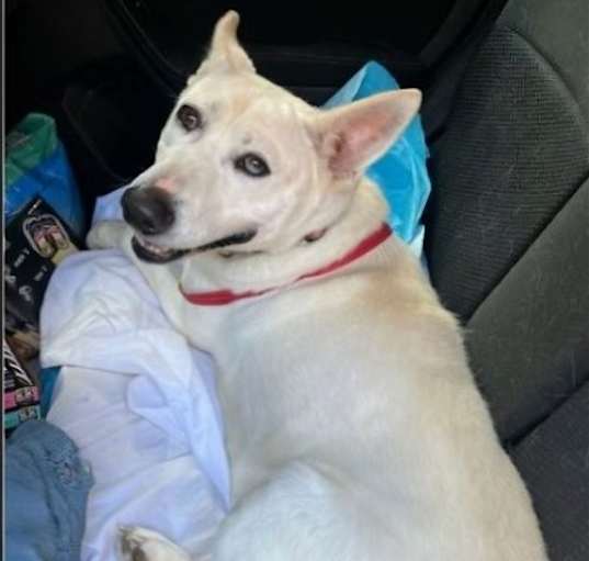 Photo of Snow White ('Snowy')