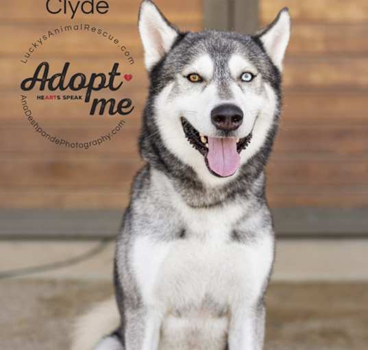 Photo of Clyde