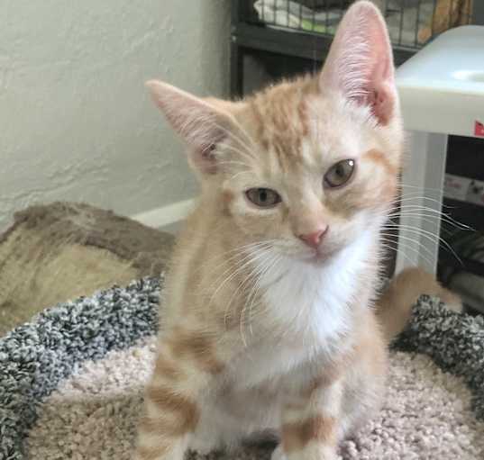 Photo of Buttercup