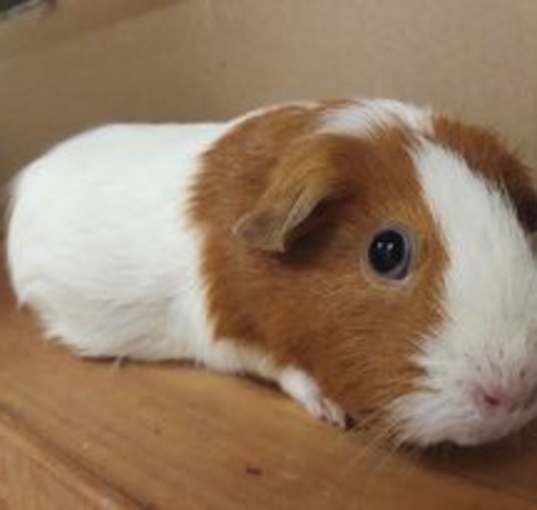 Photo of Bugsy