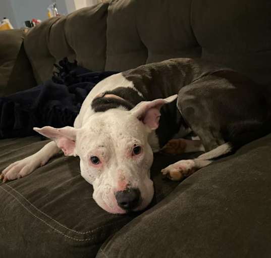 Photo of Dulce